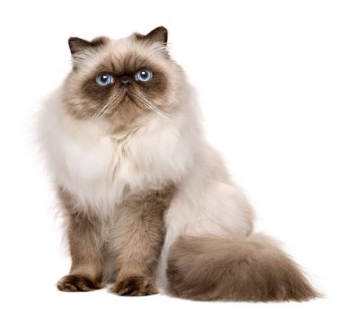 Şirin 1 yaşında mühür colourpoint Farsça kedi