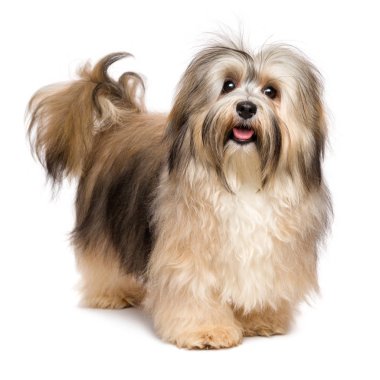 Güzel mutlu genç Bichon Havanese köpek