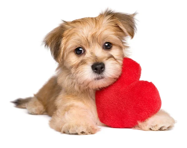 Lover Valentine Havanese puppy lying with a red heart — Stock Photo, Image