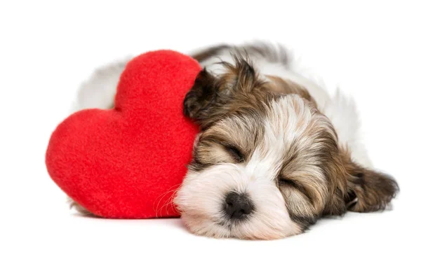 Amante San Valentino cucciolo Havanese sognando con un cuore rosso — Foto Stock