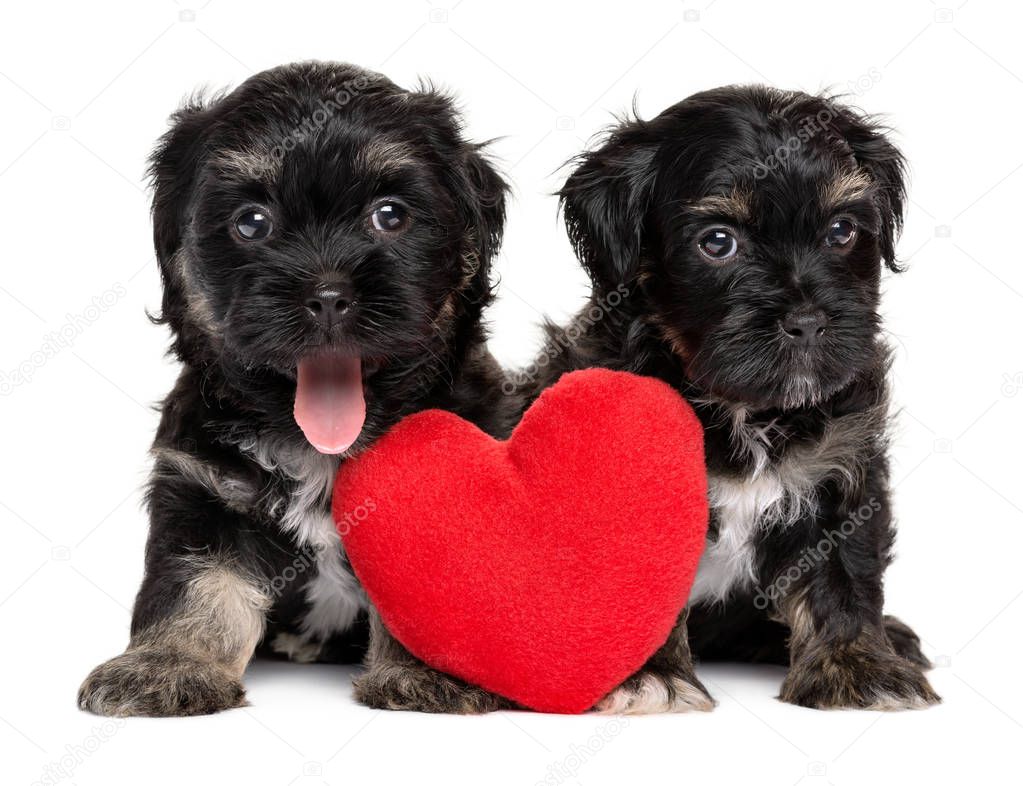 Two cute Valentine Havanese puppies with a red heart