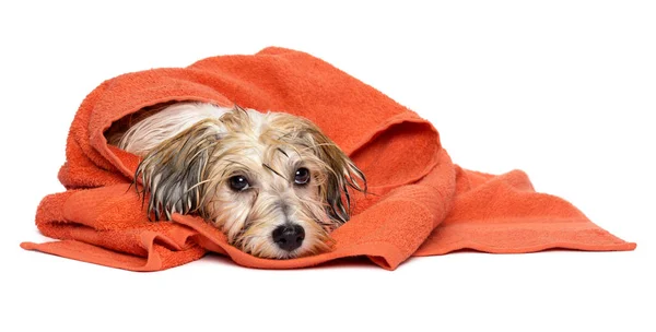 Bonito cão havanese banhado envolto em uma toalha de laranja — Fotografia de Stock