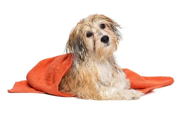 Roztomilý vykoupáni havanese štěně psa zabalená do oranžový ručník — Stock fotografie