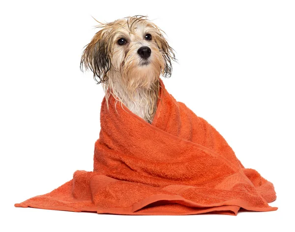 Niedlichen gebadeten havanischen Welpen Hund in einem orangefarbenen Handtuch gewickelt — Stockfoto