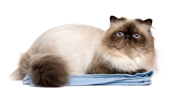 Милый ухоженный персидский тюлень колорпойнт кот на синем полотенце — стоковое фото