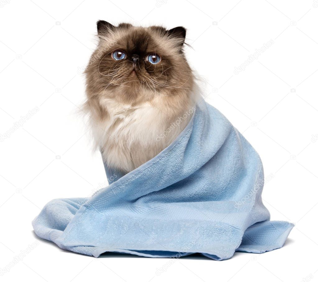 Cute groomed persian seal colourpoint cat with a blue towel