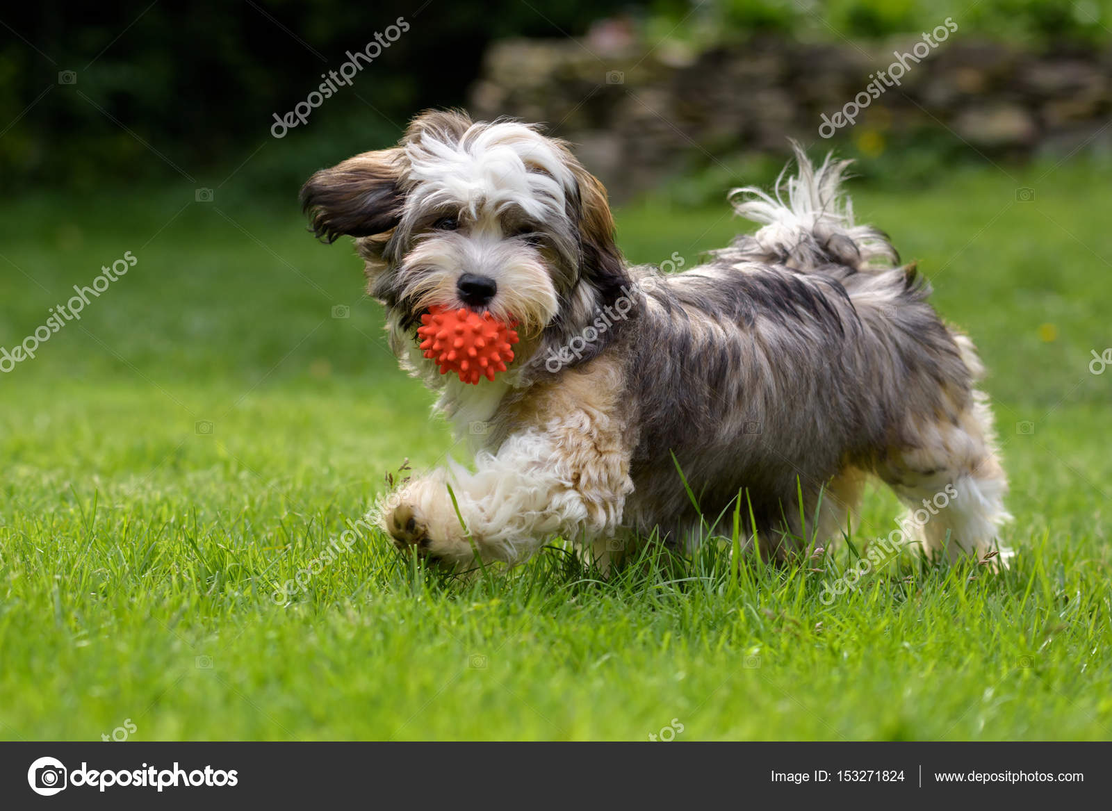 Why Does My Dog Have Red Balls