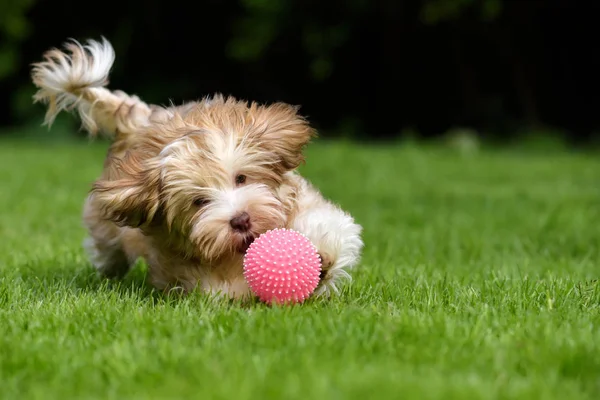 Anak anjing havanese bermain-main mengejar bola merah muda di rumput — Stok Foto