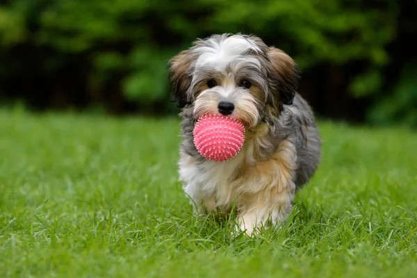 Anak anjing havanese bermain-main membawa bola merah muda di rumput — Stok Foto