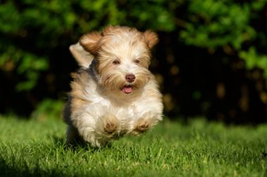 Otların arasında bir topu kovalarken oynak havanese köpek yavrusu