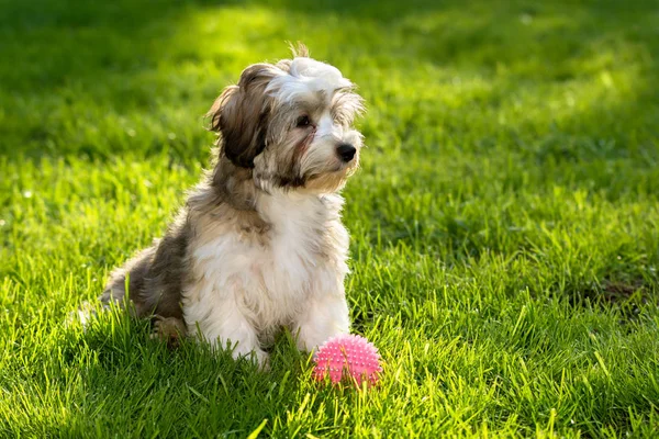 Aranyos havanese kölyök, a fű a rózsaszín labda — Stock Fotó