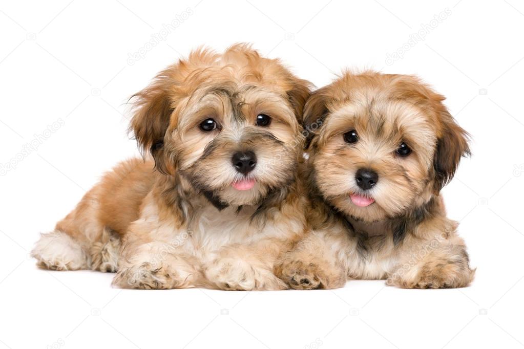 Two cute lying havanese puppies