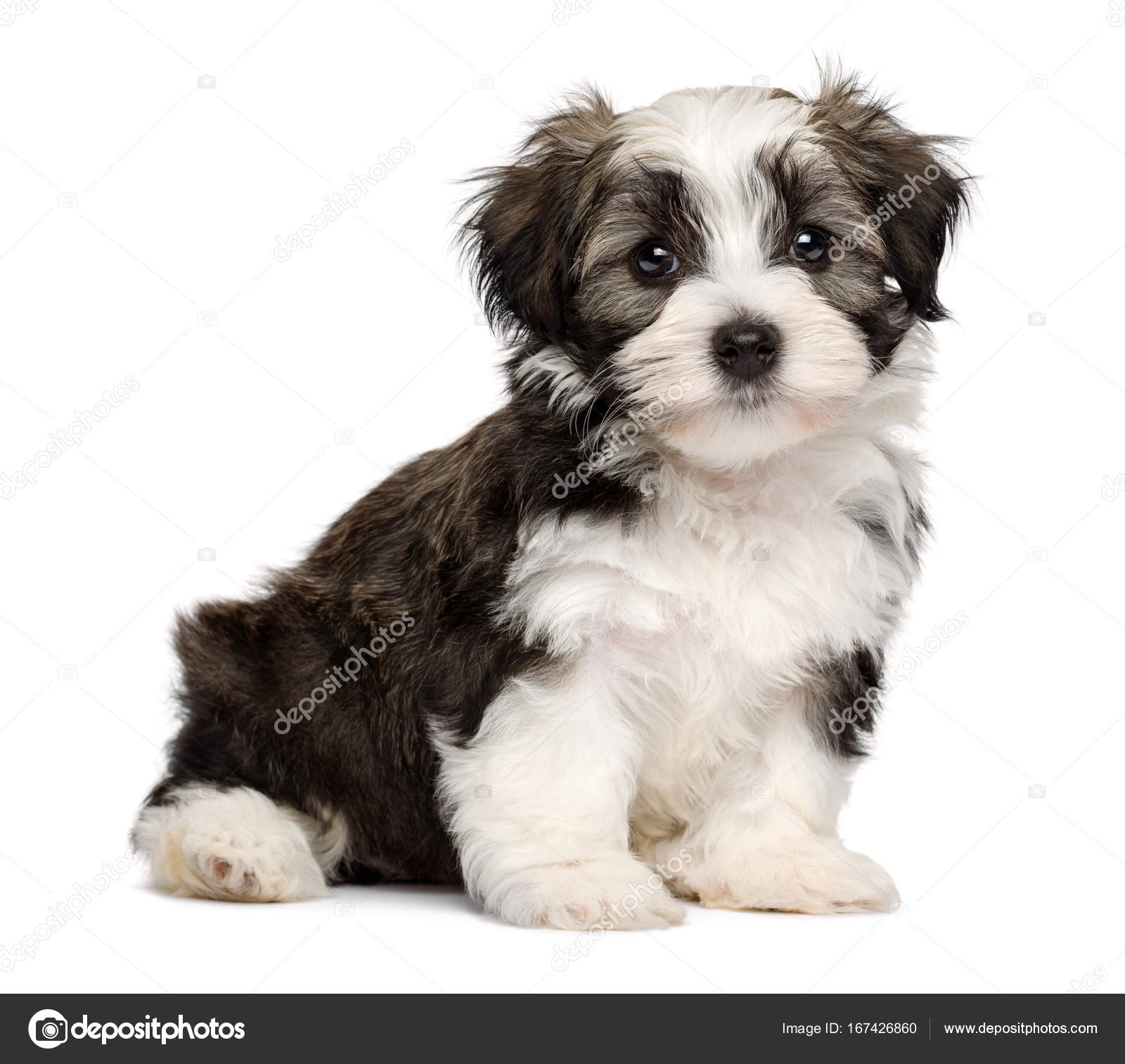 Tzu Sable Havanese Puppies Cute Sitting Silver Sable Havanese