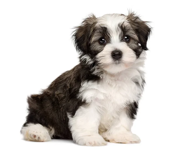 Cute sitting silver sable havanese puppy dog — Stock Photo, Image