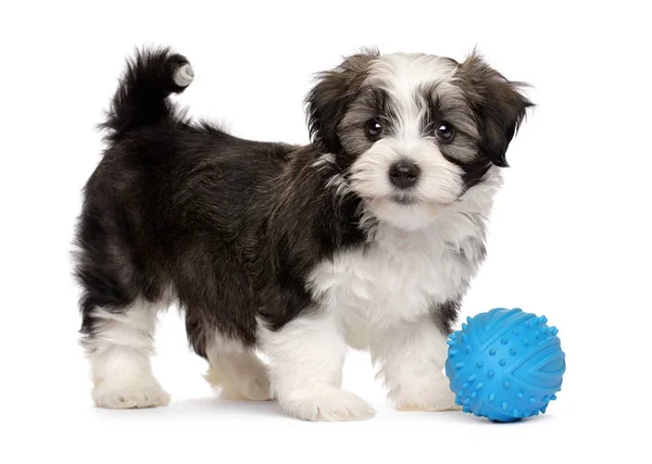 青色のおもちゃのボールでかわいい havanese 子犬 — ストック写真