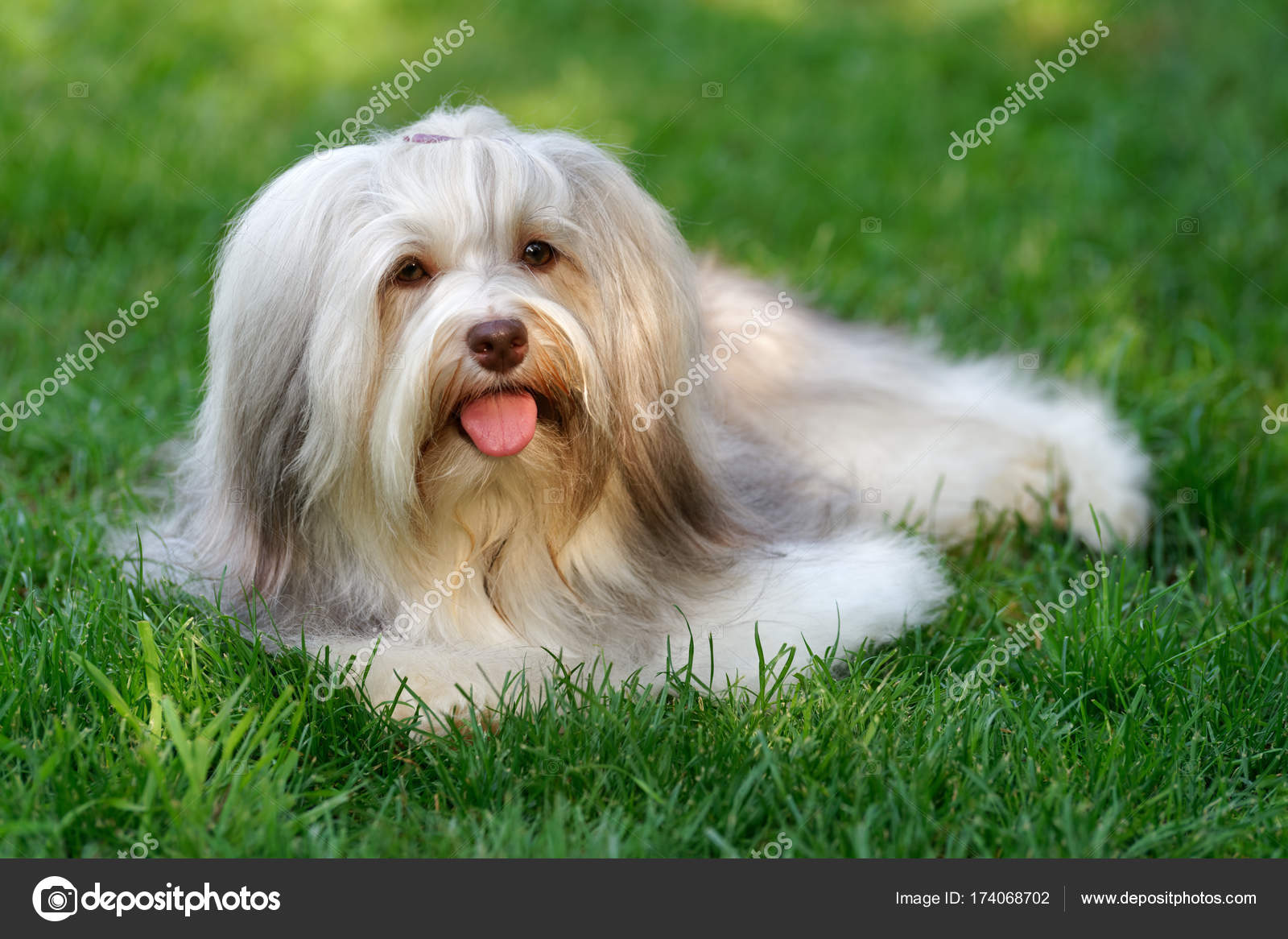 Charming chocolate colored havanese dog in the grass — Stock Photo