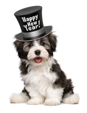 Gülümseyen havanese köpek yavrusu Happy New Year üst şapka giyiyor