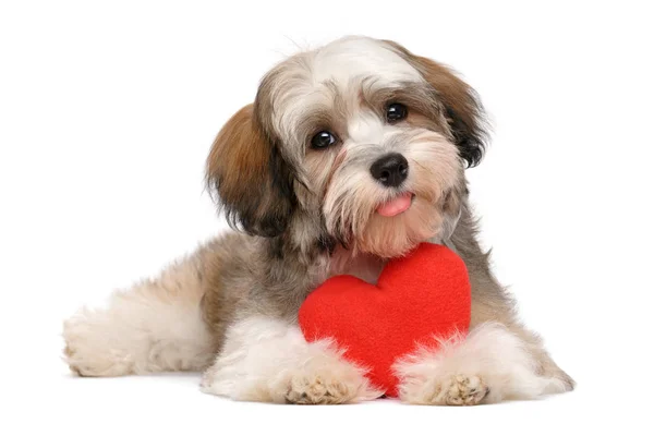 Feliz amante valentine havanese cachorro — Foto de Stock