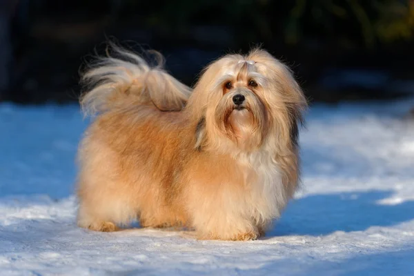 Belo cão havanese fica em um parque nevado — Fotografia de Stock