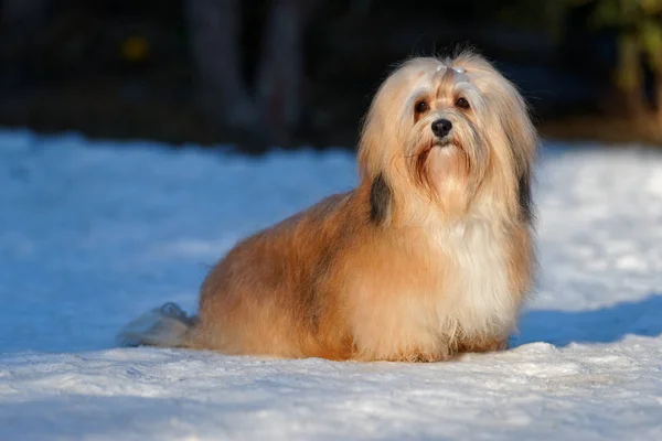 Kaunis havanese koira istuu luminen puisto — kuvapankkivalokuva