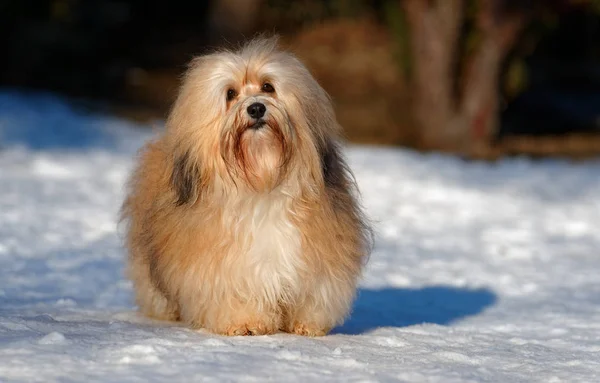 Piękny hawańczyk pies stoi w snowy park — Zdjęcie stockowe
