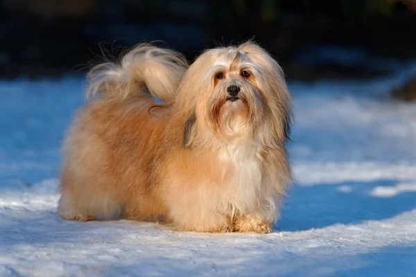 Krásný havanese pes stojí v zasněženém parku — Stock fotografie