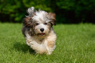 Oynak havanese köpek çim kameraya doğru koşmak