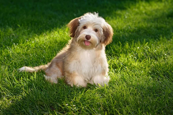 Happy chocolate colored havanese puppy sitting in the grass — Stok Foto
