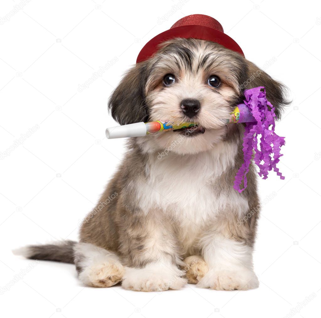 Cute havanese puppy with New Year's trumpet and added red party 