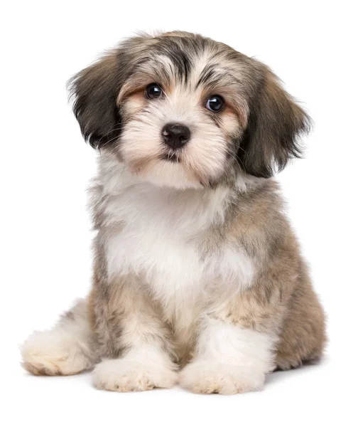 Smuk siddende lille havanese hvalp - Stock-foto # 