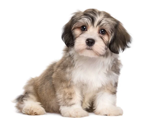 Симпатичный маленький гаванский щенок — стоковое фото