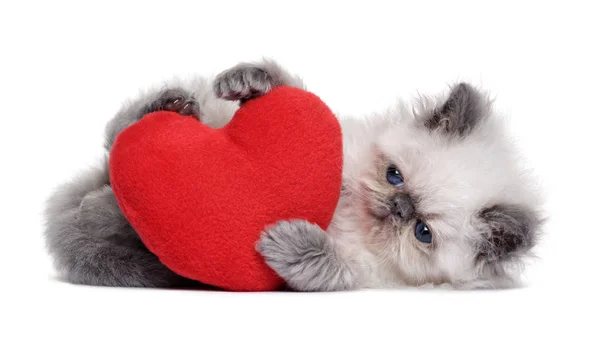 Pieni persialainen kissanpentu leikkii punaisella sydämellä — kuvapankkivalokuva