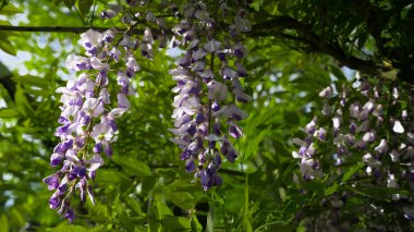 Güzel bir bahçe içinde wisteria çiçekli bahar