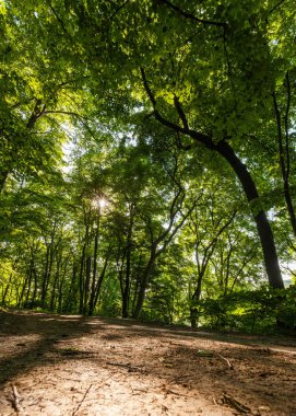Günbatımı orman ağaçları güneş ışığı doğada yaz manzarası