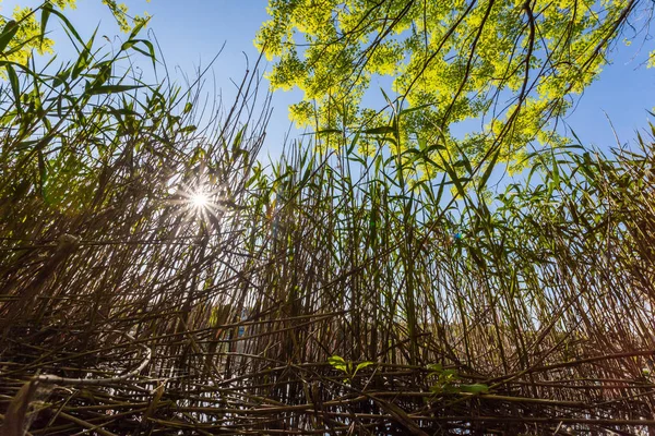 La lumière du soleil brille à travers les plantes aquatiques — Photo