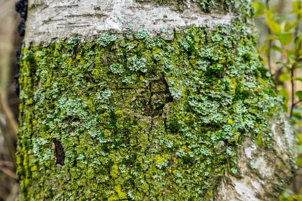 Casca de árvore com líquenes — Fotografia de Stock