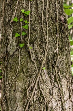ağacın etrafında büyüyen sarmaşık bitki