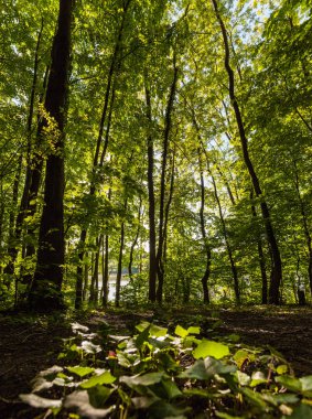 Pastoral ahşap sahne, yumuşak güneş ışığı yeşil için aracılığıyla parlar