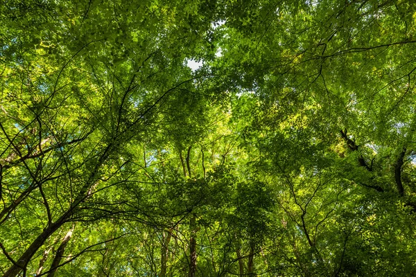 La lumière du soleil brille à travers les arbres verts de la forêt — Photo