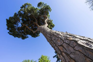 Şemsiye çam ağaçları (Pinus pinea) Roma, mavi gökyüzü karşı. ROM