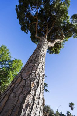 Şemsiye çam ağaçları (Pinus pinea) Roma, mavi gökyüzü karşı. ROM