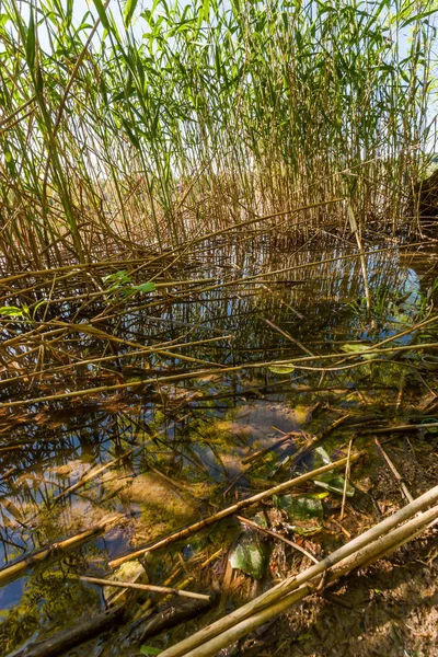 Plantes aquatiques dans un petit lac et belle lumière du soleil brille — Photo