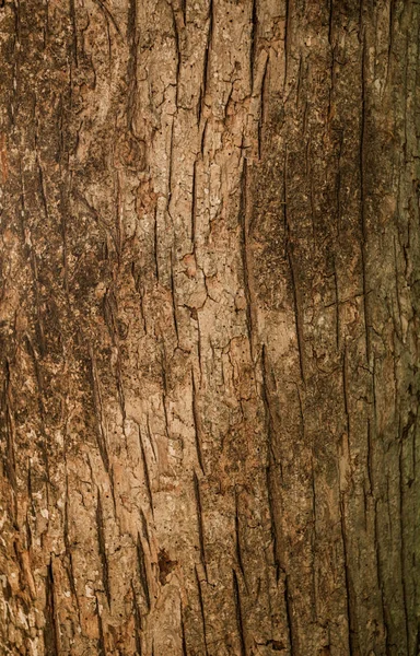 Κοντινό πλάνο του καφέ φλοιός δέντρου — Φωτογραφία Αρχείου