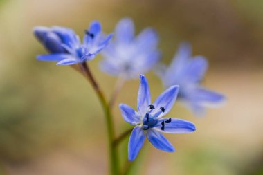 Scilla bifolia, iki yapraklı squill, Alp squill,