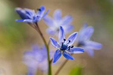 Scilla bifolia, Alp squill, iki yapraklı squill