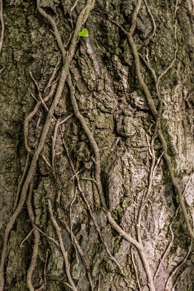 Plante rampante poussant autour de l'arbre. Gros plan — Photo