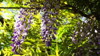 Çiçek çiçek açan wisteria Rüzgar tarafından sarsıldı