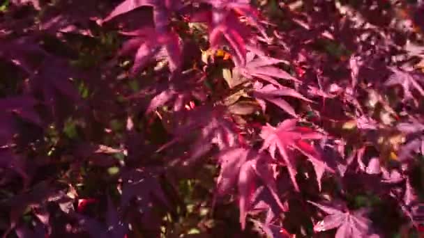 Folhas Bordo Canadense Vermelho Balançadas Pelo Wind Move — Vídeo de Stock