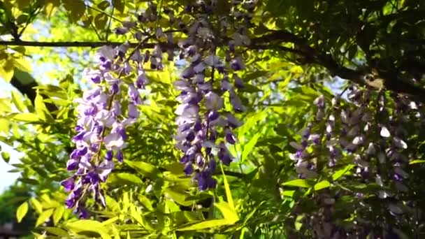 Flores Wisteria Florescente São Abaladas Pelo Vento — Vídeo de Stock