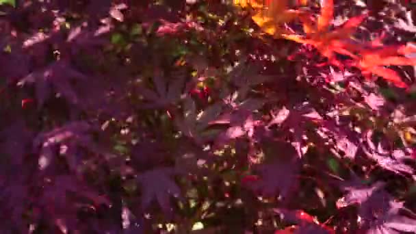 Leaves Red Canadian Maple Swung Wind Move — Stock Video